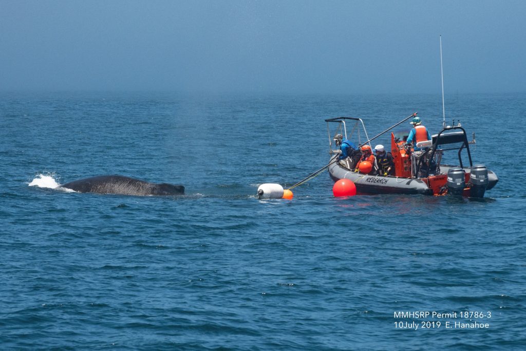 NOAA and Coast Guard free entangled whale 30 mile west of Point Reyes