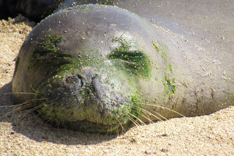 Monk seal safely transferred from Oahu to seal rehabilitation facility on Hawaii Island